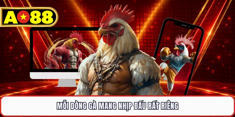 Mỗi dòng gà mang nhịp đấu rất riêng